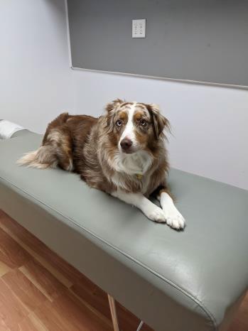 ac03animal chiropractic photos West Palm Beach, FL
